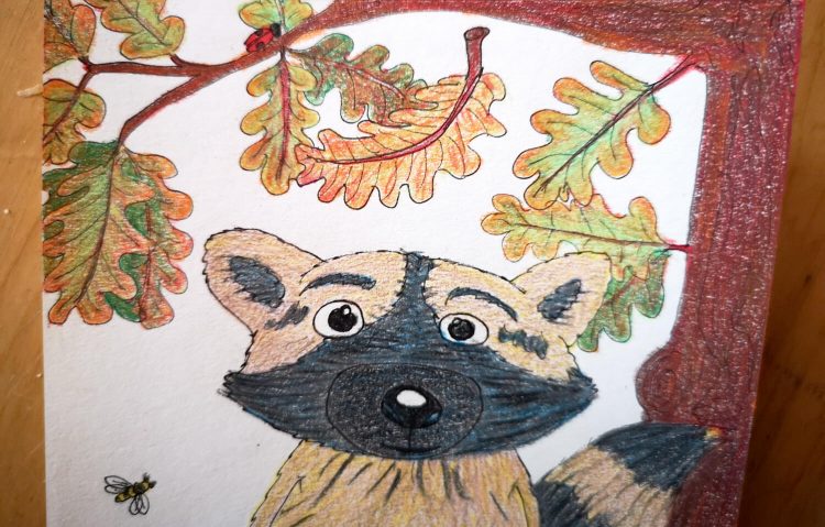 Waschbär zeichnen und malen