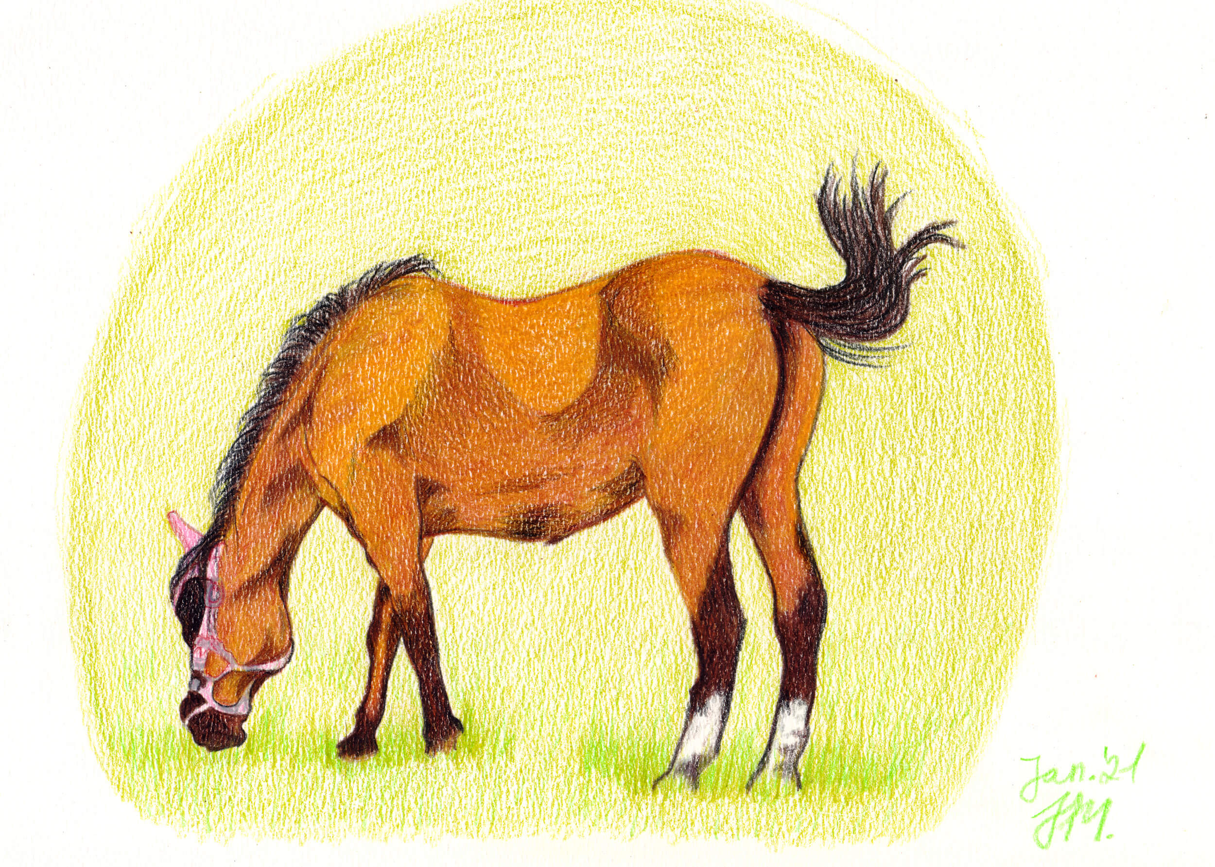 Pferd zeichnen mit Buntstiften