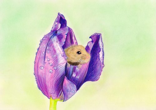 Maus in Tulpe zeichnen: fertige Buntstiftkolorierung mit Spray versiegelt
