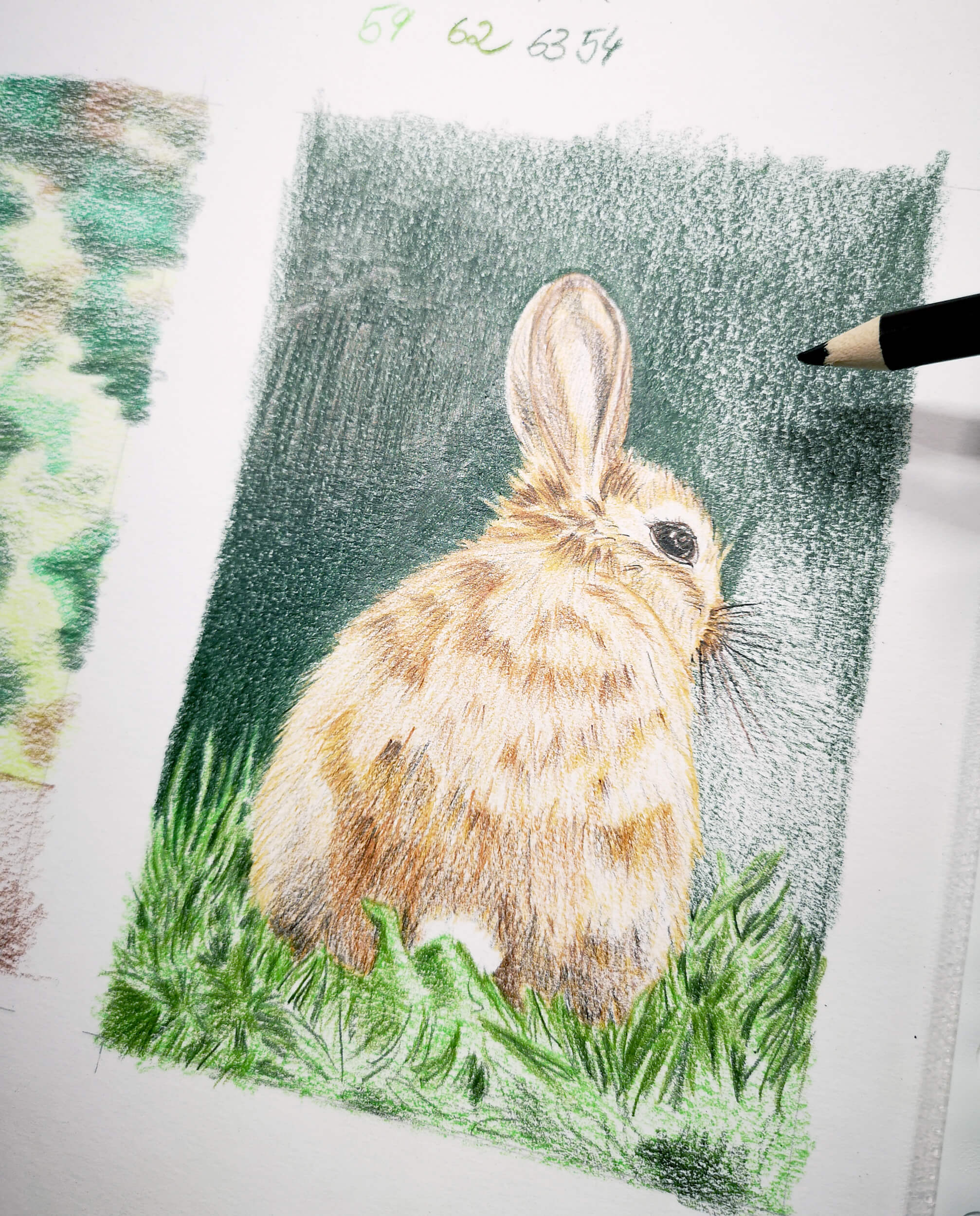 Kaninchen malen mit Castle Arts Buntstiften - Schritt für Schritt