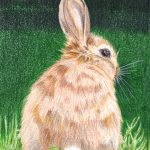 Braunes Kaninchen malen fertige Buntstiftkolorierung