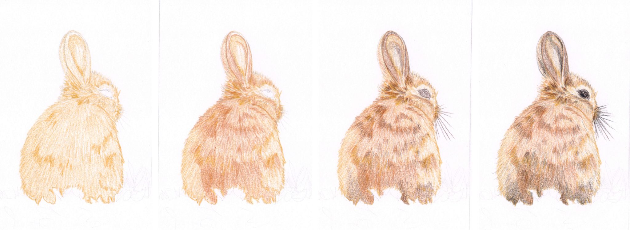 kaninchen-malen-mit-castle-arts-buntstiften-schritt-f-r-schritt