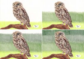 Tutorial Buntstiftkolorierung: Kauz zeichnen Hintergrund