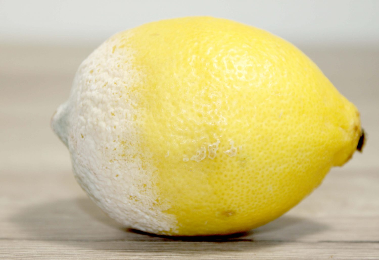 Verschimmelte Zitrone Fotovorlagen zum Abzeichnen 2