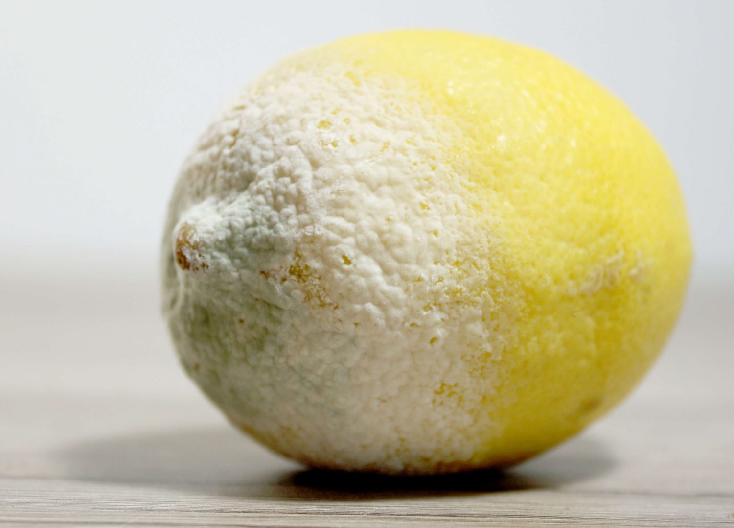 Verschimmelte Zitrone Fotovorlagen zum Abzeichnen 3