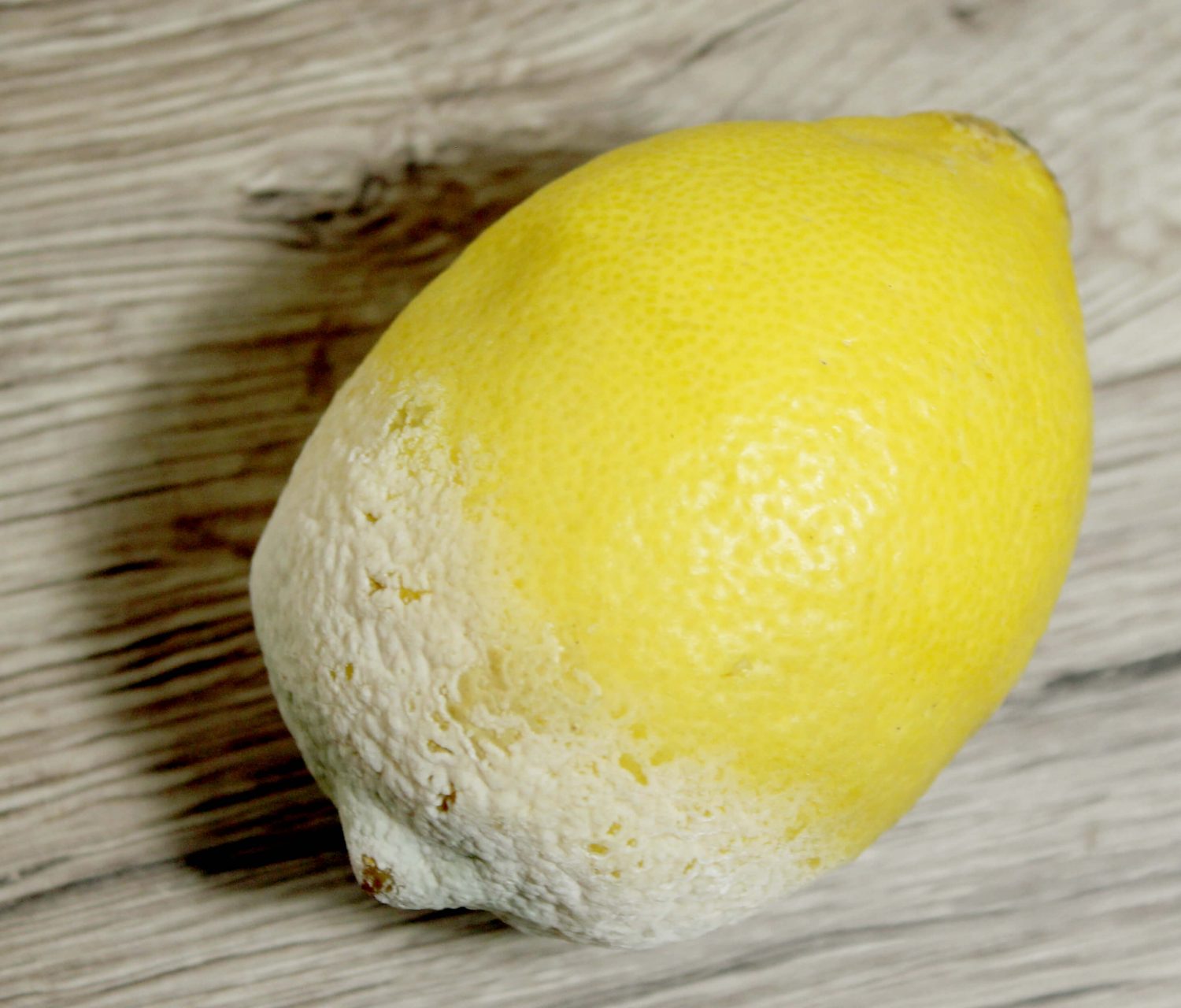 Verschimmelte Zitrone von oben Fotovorlagen zum Abzeichnen