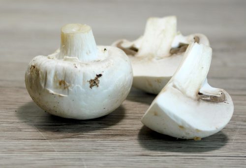 Champignons Fotovorlagen zum Abzeichnen