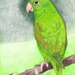 Grünen Papagei zeichnen mit Buntstifte - Hintergrund