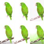 Grüner Papagei zeichnen mit Buntstiften