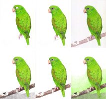 Grünen Papagei zeichnen mit Buntstifte - Schritte 2