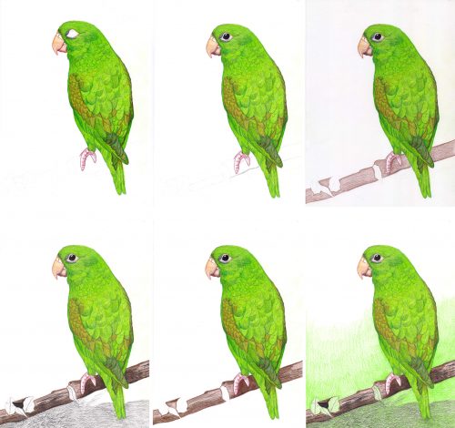 Grüner Papagei zeichnen mit Buntstiften