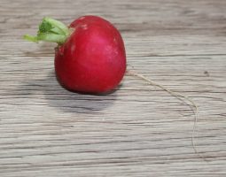 Radieschen Fotovorlagen zum Abzeichnen 14