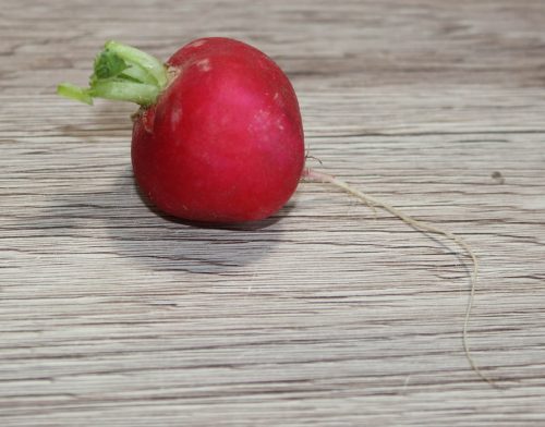Radieschen Fotovorlagen zum Abzeichnen