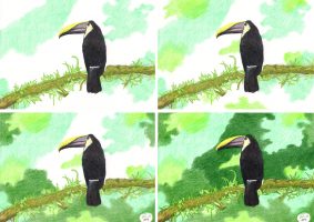 Tucan zeichnen mit Buntstiften 3