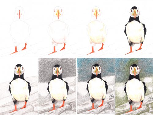 Papageientaucher zeichnen mit Buntstiften