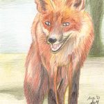 Fuchs zeichnen mit Buntstiften - Fertige Buntstiftzeichnung