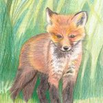 Fuchswelpe zeichnen mit Buntstiften - Fertige Buntstiftzeichnung