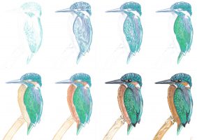 Tutorial Eisvogel zeichnen mit Buntstiften einzelne Schritte