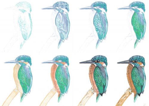 Eisvogel zeichnen mit Coloré Buntstiften