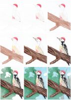 Specht zeichnen mit Buntstift - Einzelne Schritte