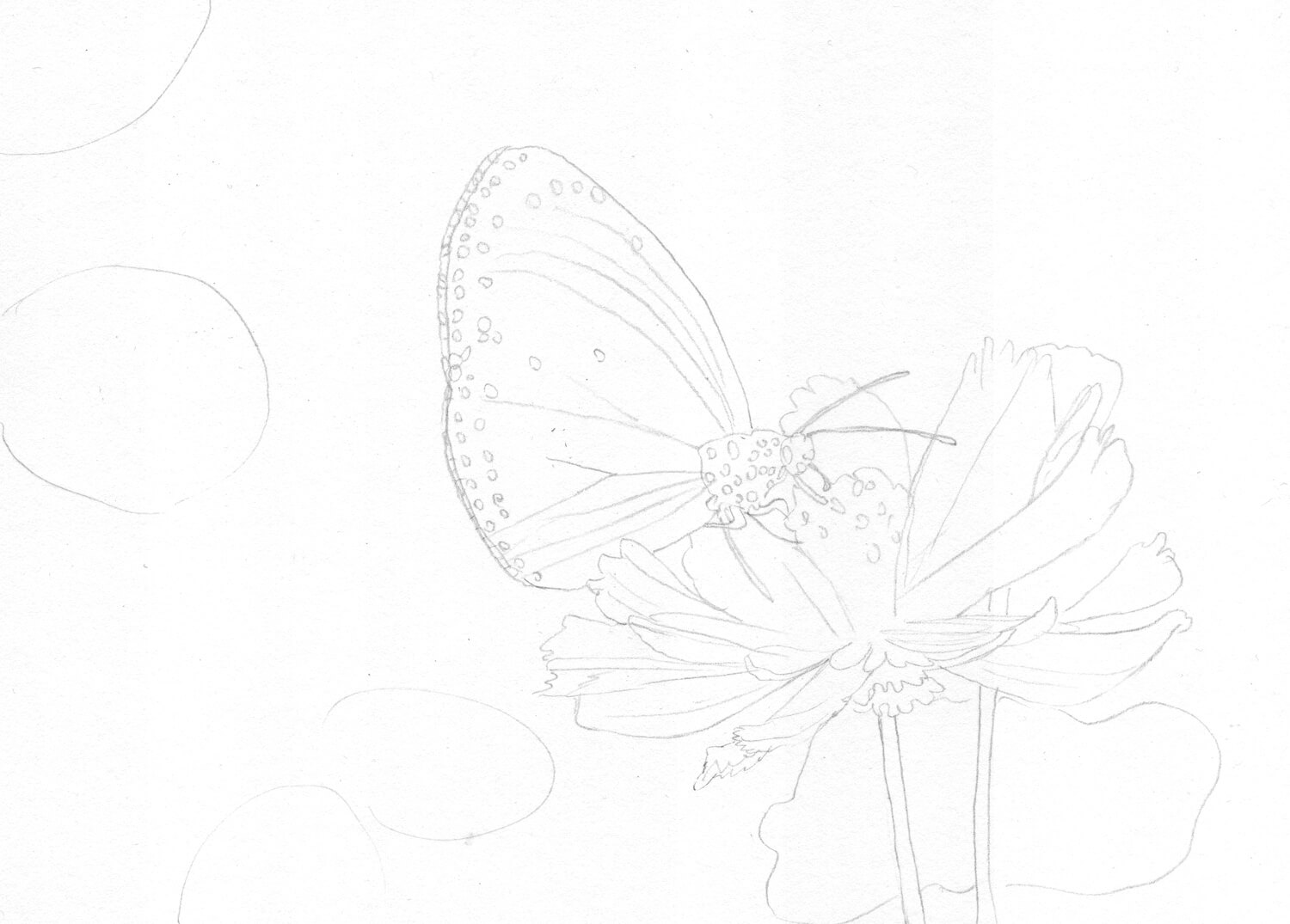 Bleistiftskizze Schmetterling sitzt auf einer Blume