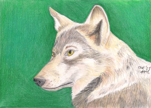 Fertige Buntstiftzeichnung vom Wolf Portrait