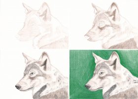 Wolf Portrait Buntstiftkolorierung die einzelnen Schritte 1