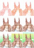 Eichhörnchen zeichnen mit Buntstift - einzelne Schritte