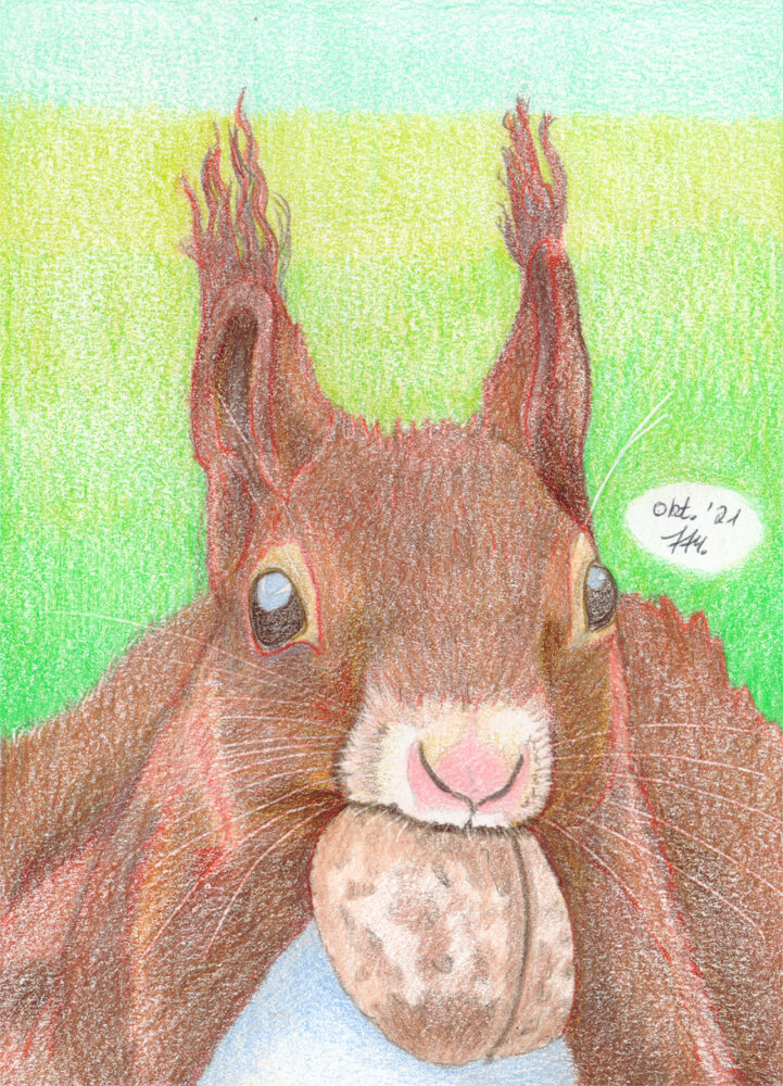 Eichhörnchen zeichnen mit Buntstift - Buntstiftzeichnung