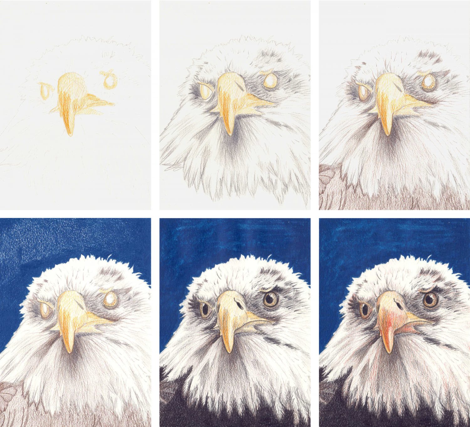Adler zeichnen mit Buntstift in einzelnen Schritte