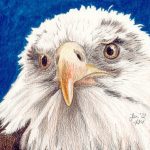 Adler zeichnen: Fertige Buntstiftkolorierung