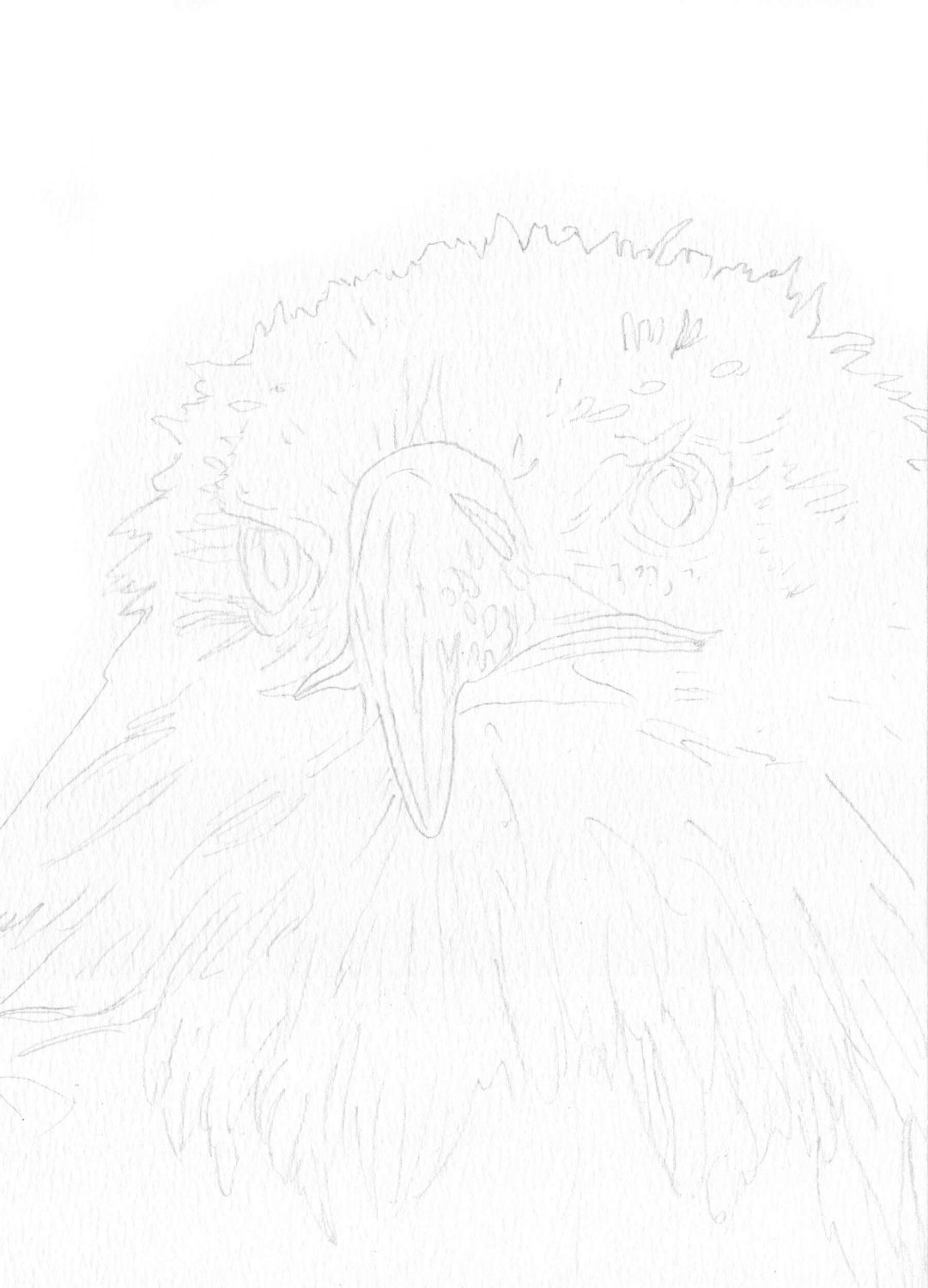 Adler zeichnen: Bleistiftskizze