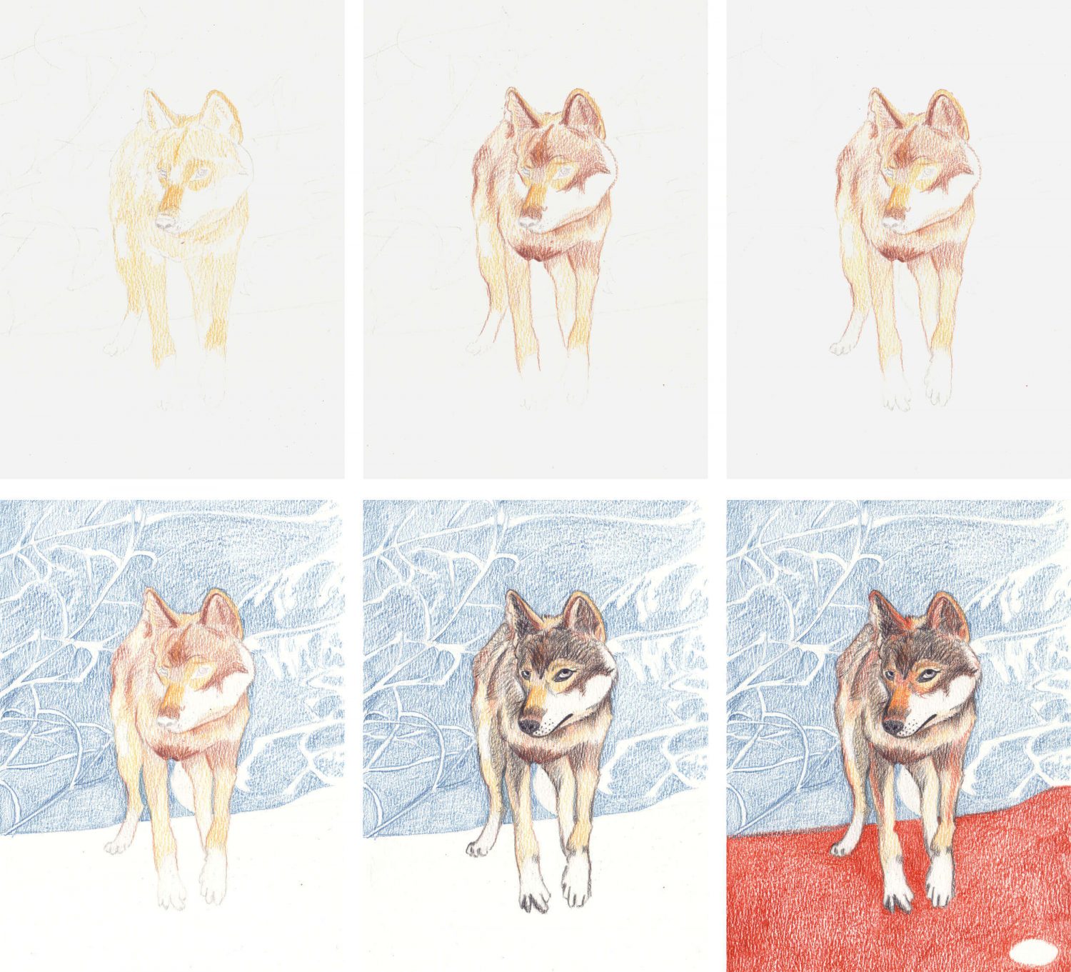Wolf zeichnen mit Buntstift in einzelnen Schritten 1
