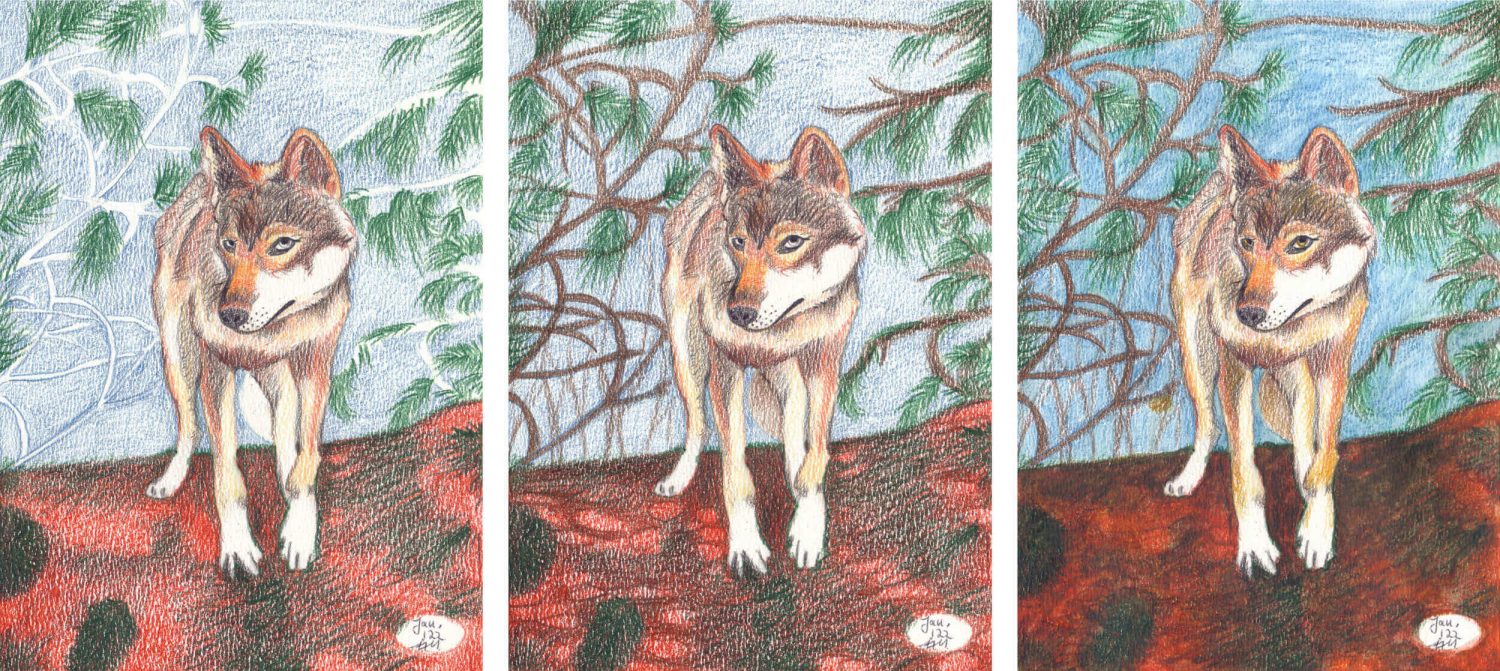 Wolf zeichnen mit Buntstift in einzelnen Schritten 2