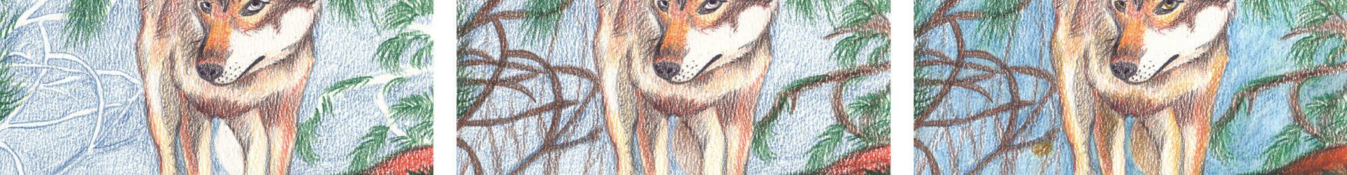 Wolf zeichnen mit Koh-I-Noor Mondeluz Buntstift