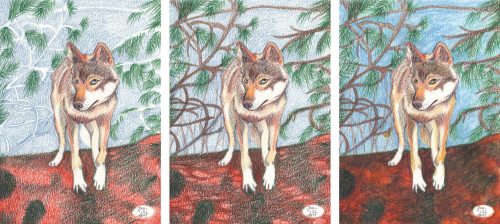 Wolf zeichnen mit Koh-I-Noor Mondeluz Buntstift