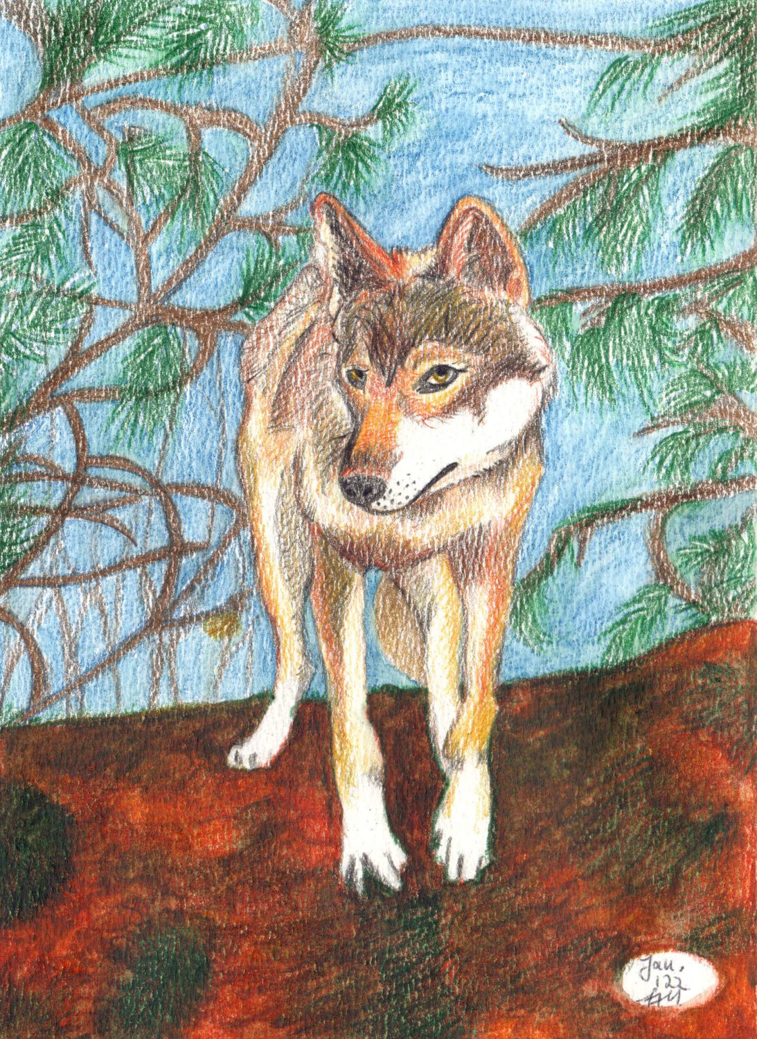 Wolf zeichnen: Fertige Buntstiftkolorierung