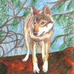 Wolf zeichnen: Fertige Buntstiftkolorierung