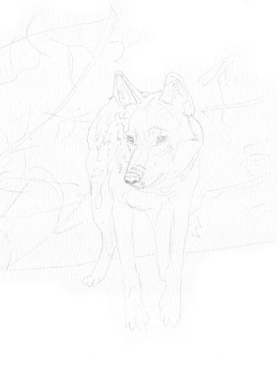 Wolf zeichnen - Bleistiftskizze