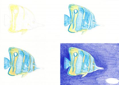 Pinzettenfisch zeichnen Buntstiftzeichnung Schritte 1