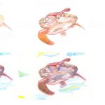 Meeresschildkröte zeichnen mit Magic Buntstiften