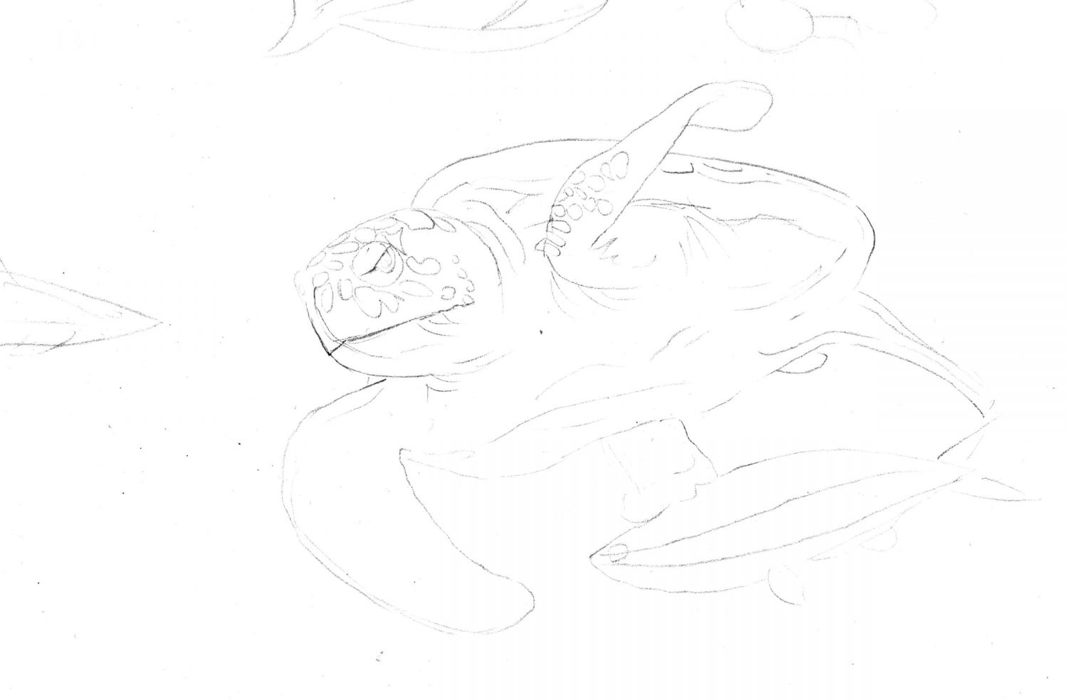 Meeresschildkröte zeichnen Bleistiftskizze