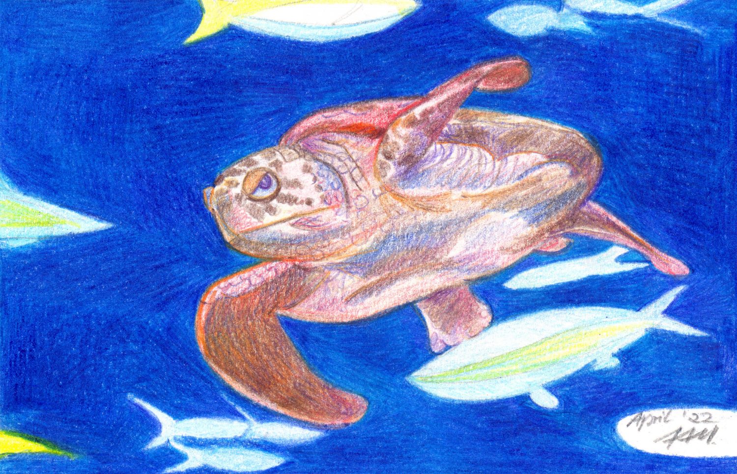 Meeresschildkröte zeichnen - fertige Buntstiftzeichnung