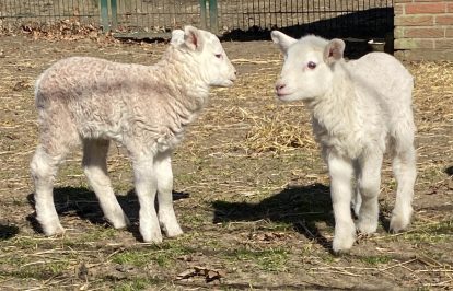 Osterlämmer Fotovorlagen zum Abzeichne 1