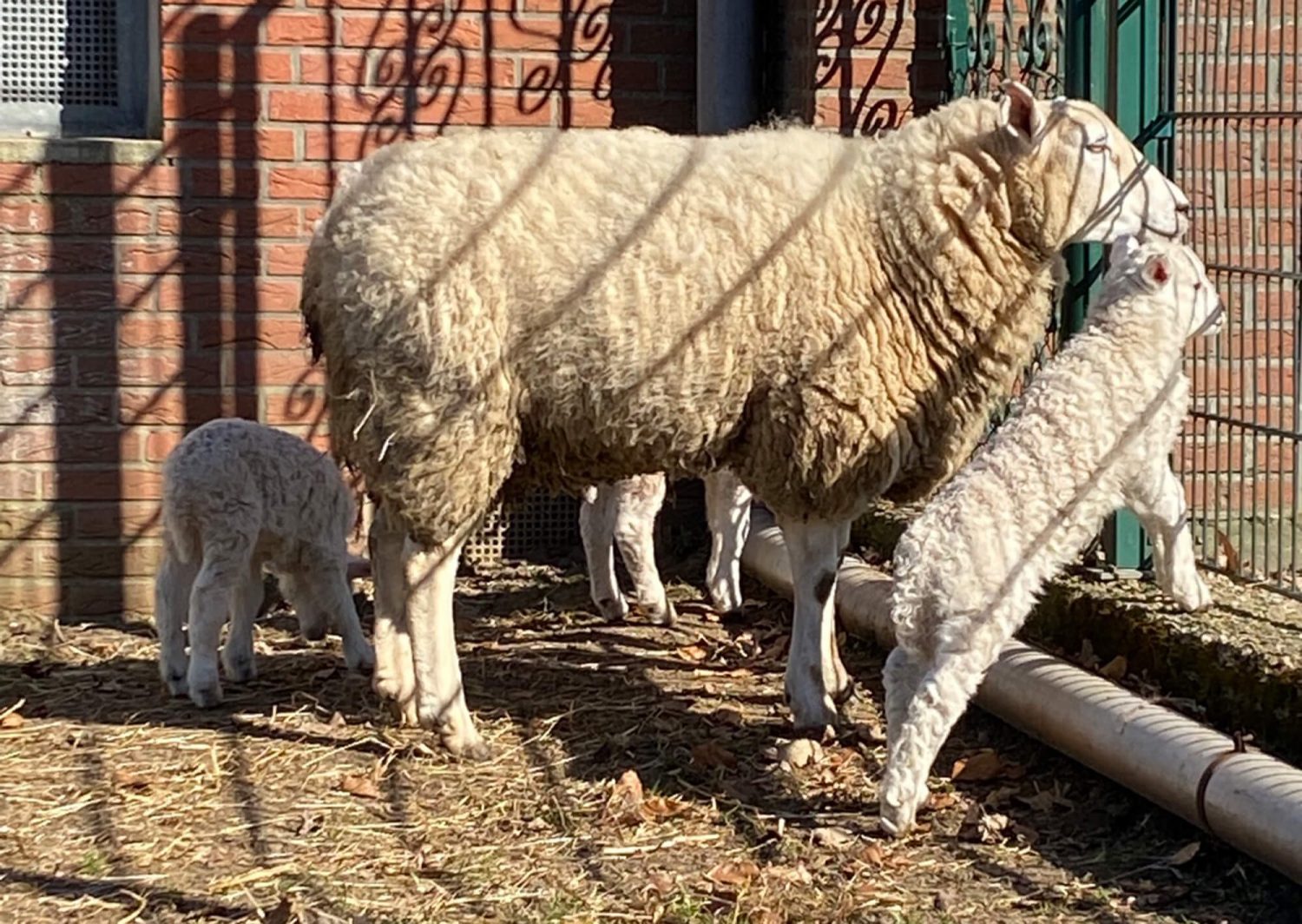 Schaf und Osterlämmer Fotovorlagen zum Abzeichnen 1
