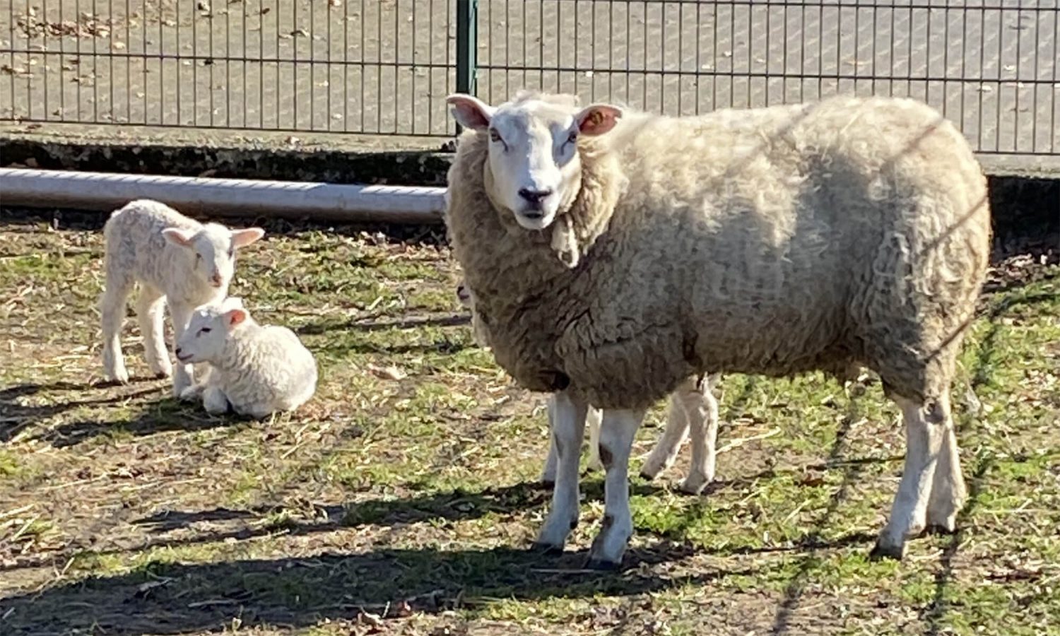 Schaf und Osterlämmer Fotovorlagen zum Abzeichnen 2