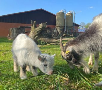 Ziegenfamilie Fotovorlagen zum Abzeichnen 1