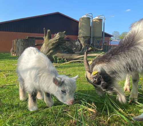 Ziegen Fotovorlagen zum Abzeichnen