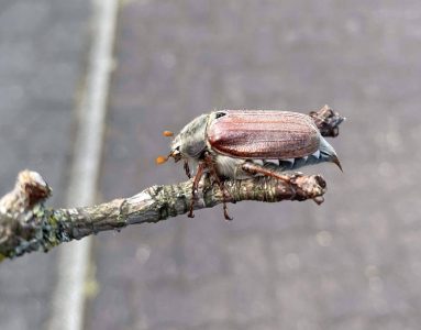Maikäfer Fotovorlagen zum Abzeichnen: Auf Stock seitlich 2