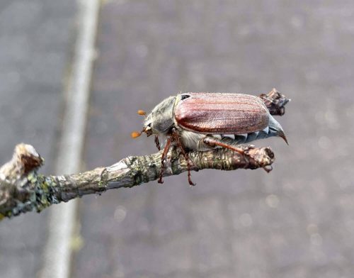 Maikäfer Fotovorlagen zum Abzeichnen